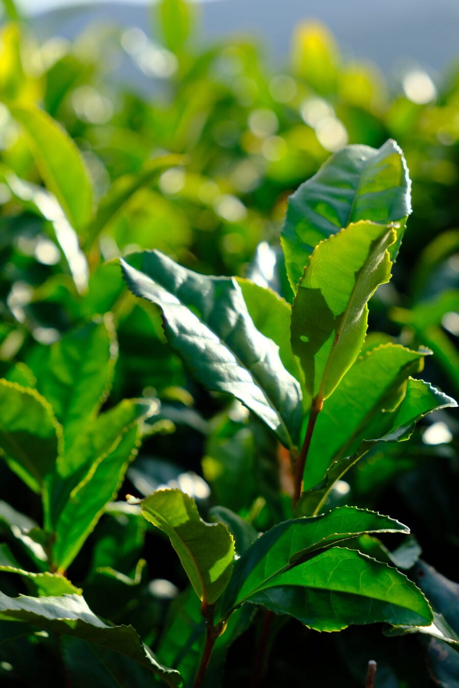 Feuilles de thé à Yame