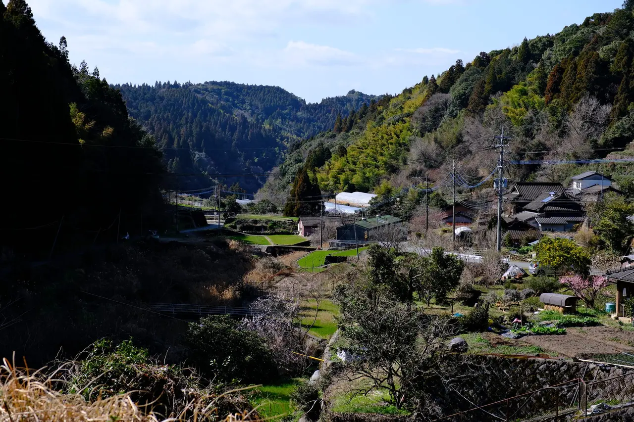 Kurogi, Yame